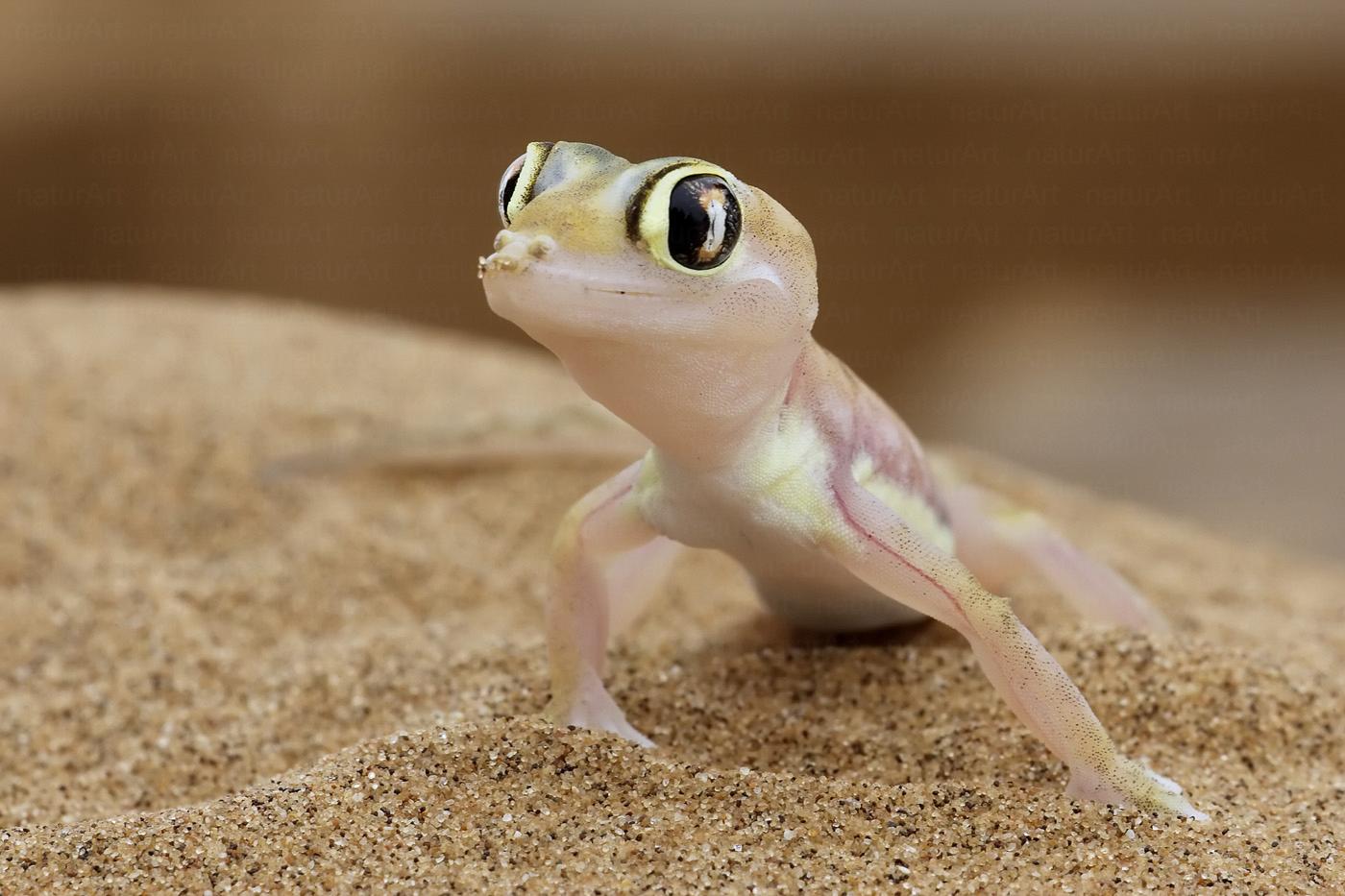Sivatagi gekko