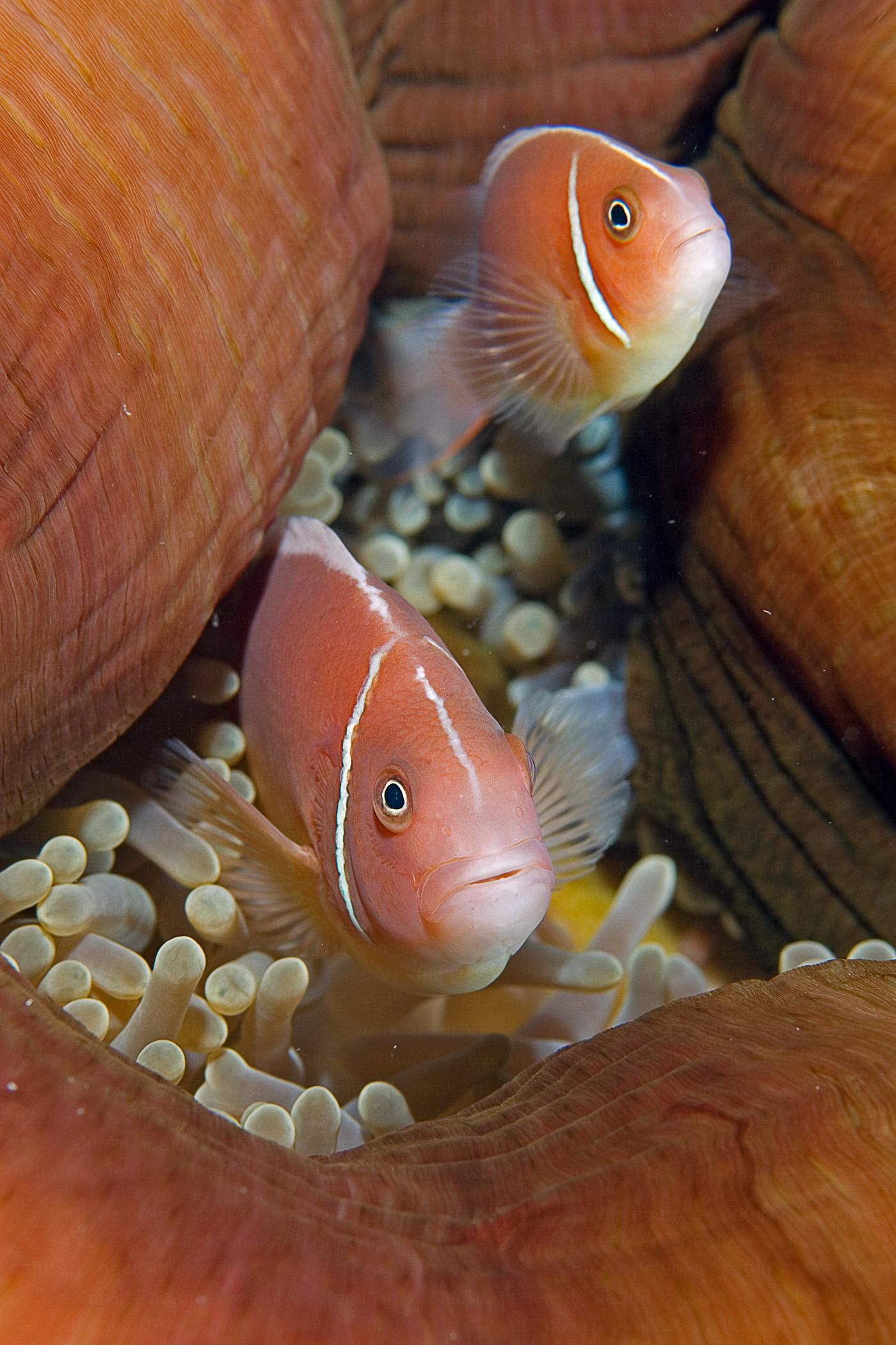 Rózsaszín bohóchalak 