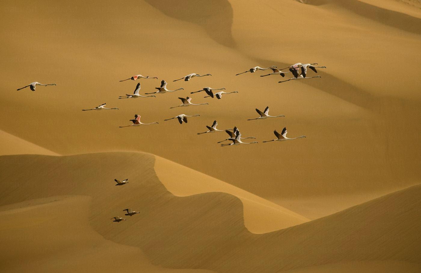 Sivatagi flamingók
