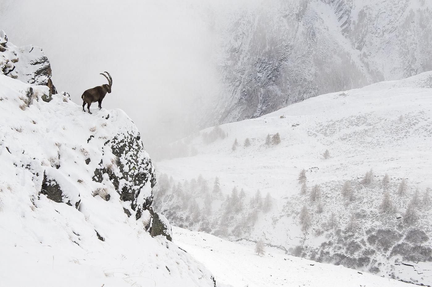 Kőszáli kecske az olasz Alpokban