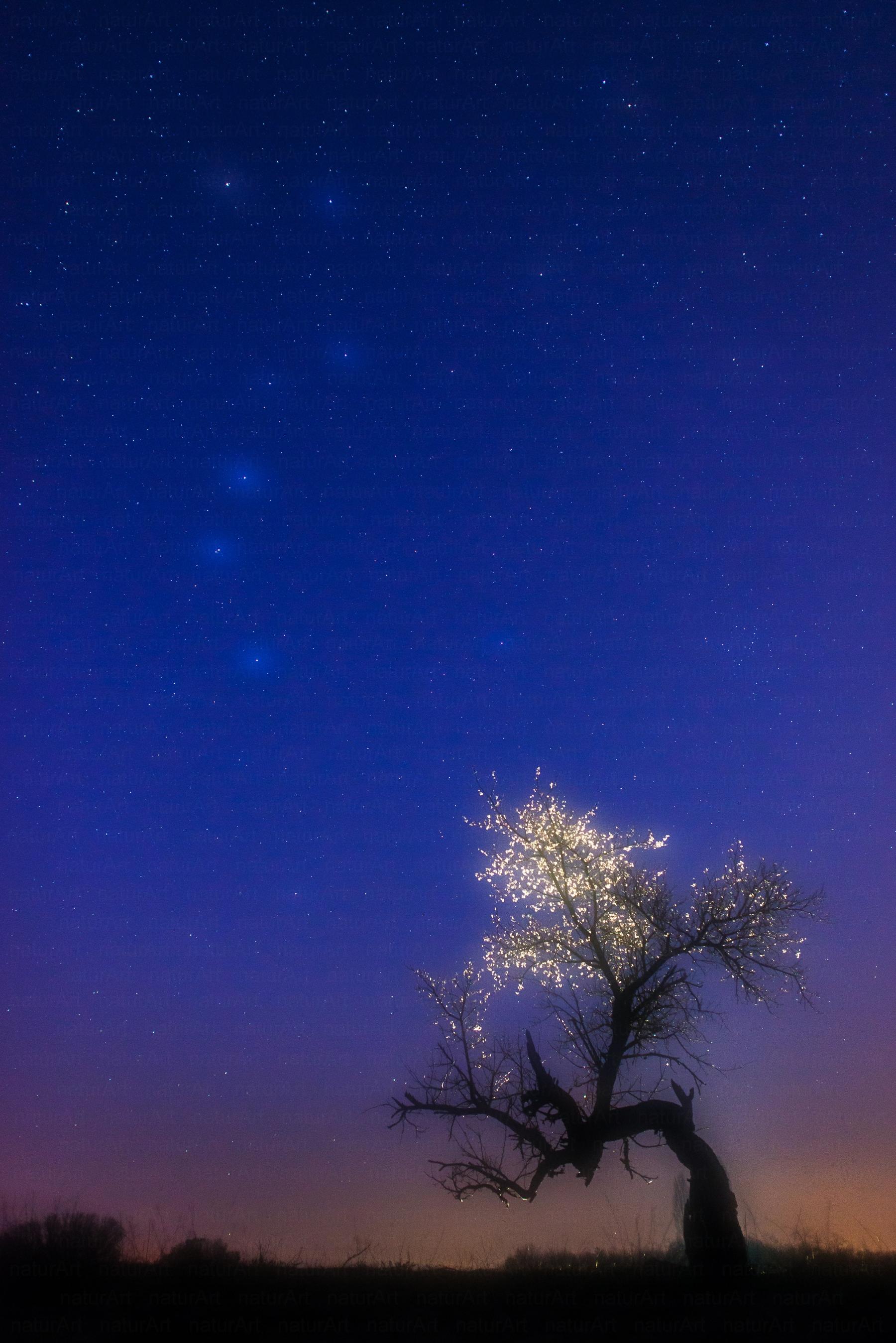 A fa csillagképe