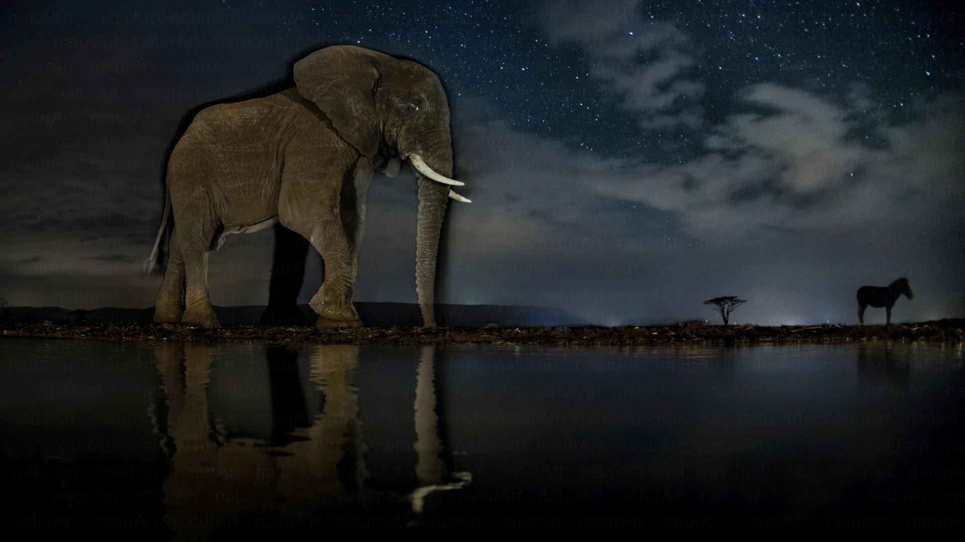 Afrikai éjszaka