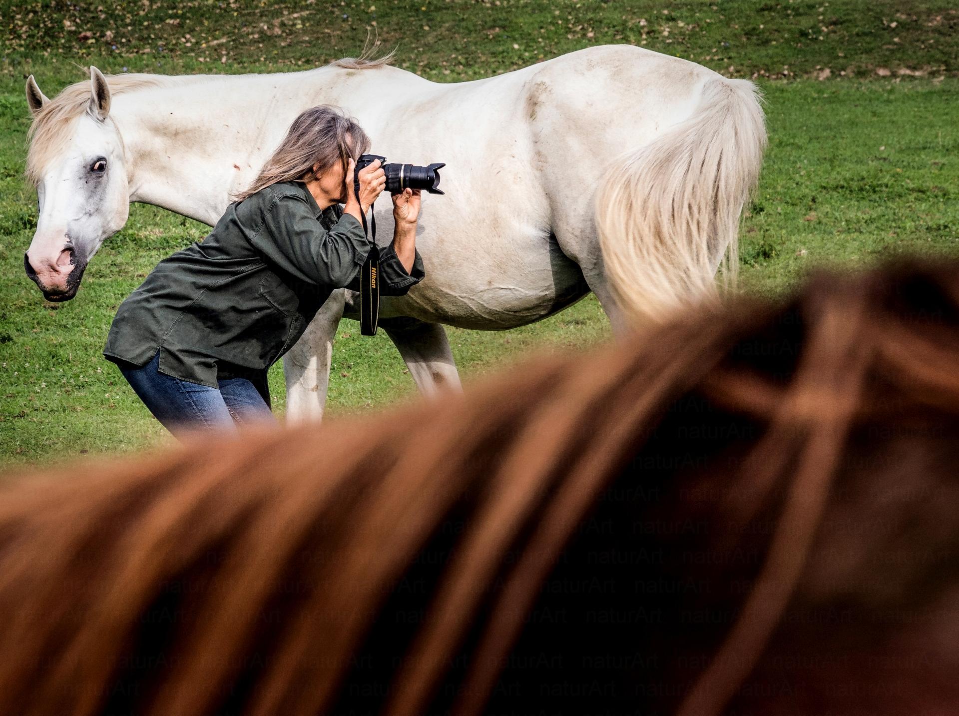 Olasz Ági lovakat fényképez