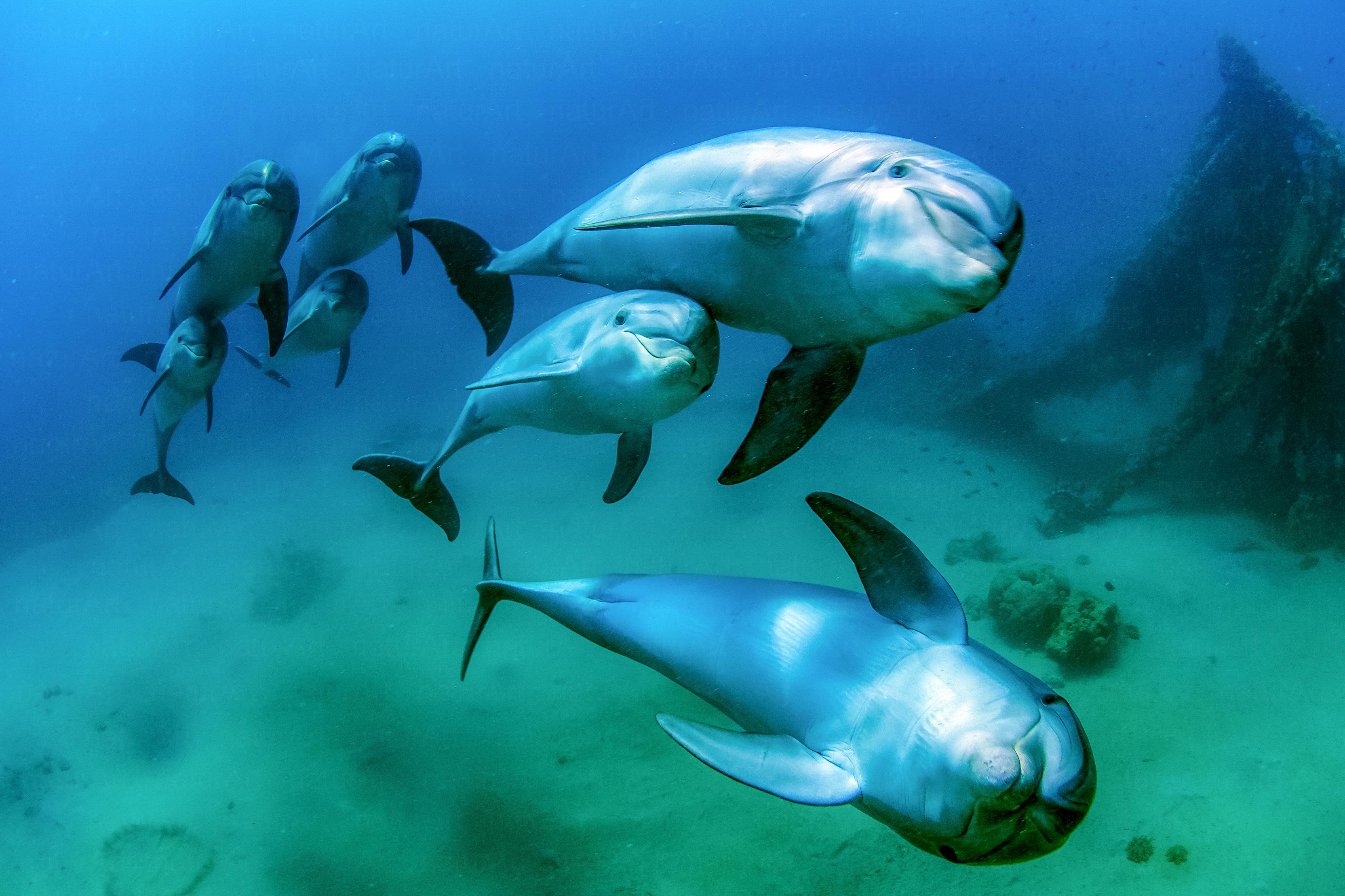 Delfin család
