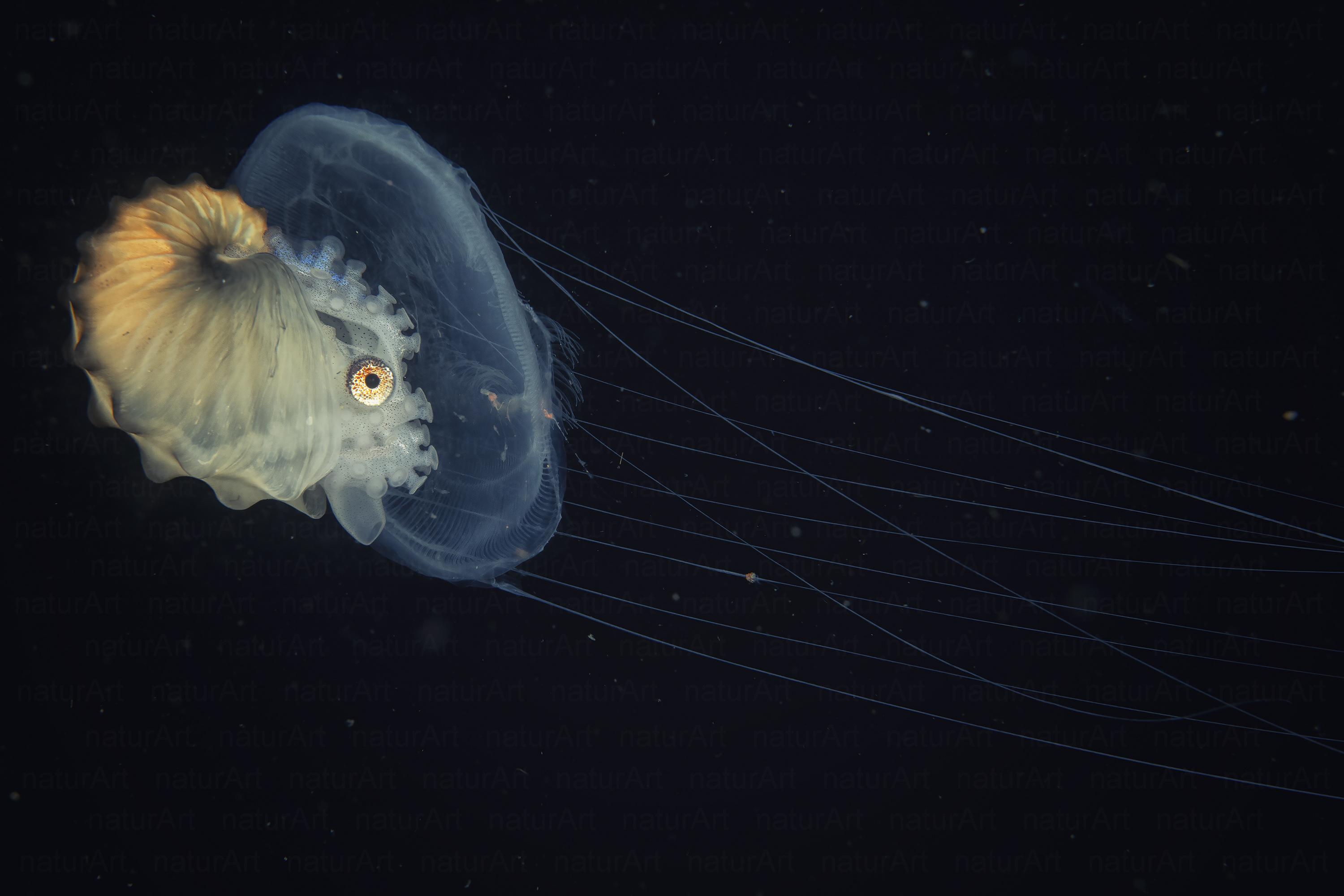 Argonauta lovag medúza harciménen