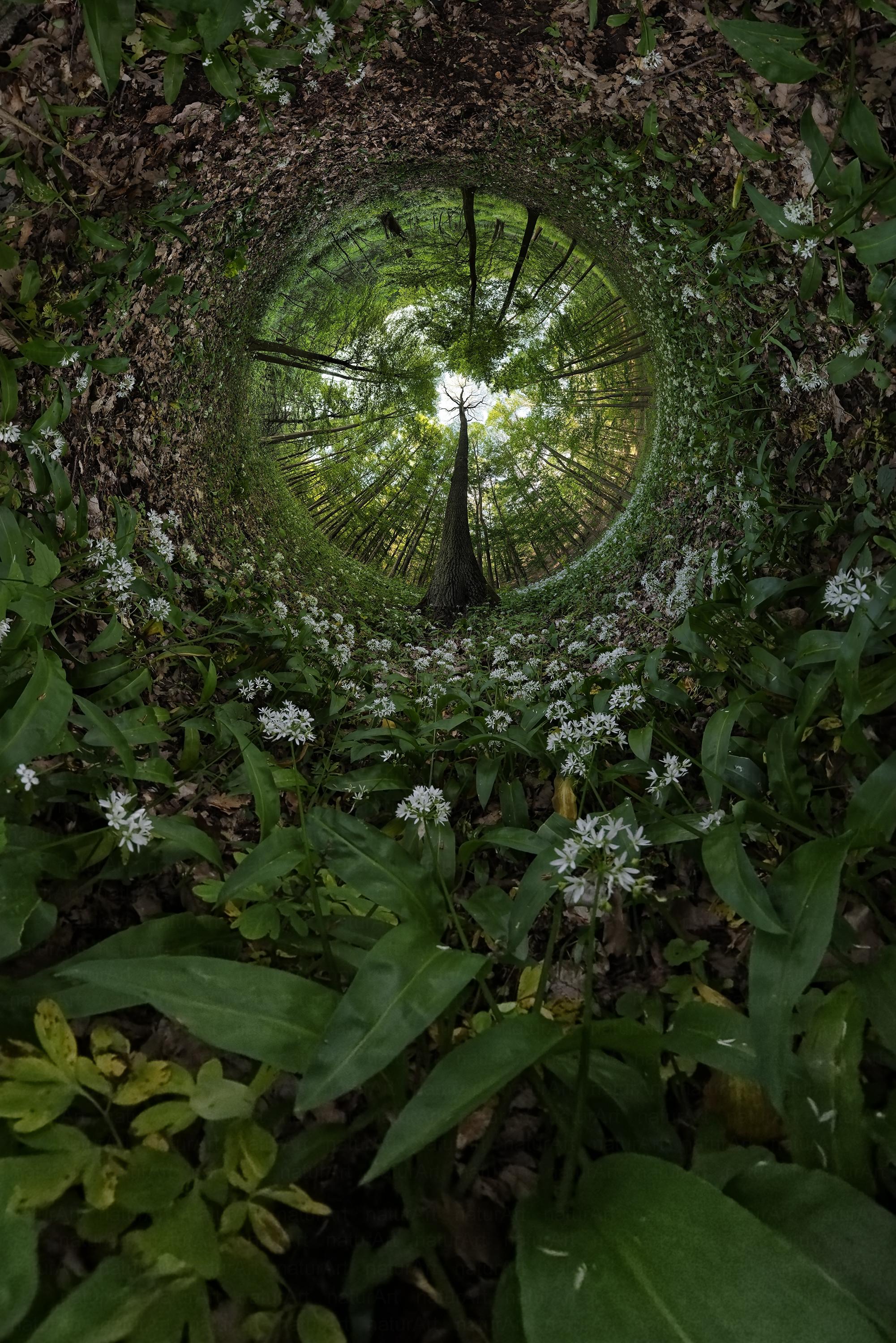 Négyszögletű kerek erdő - Medvehagyma univerzum
