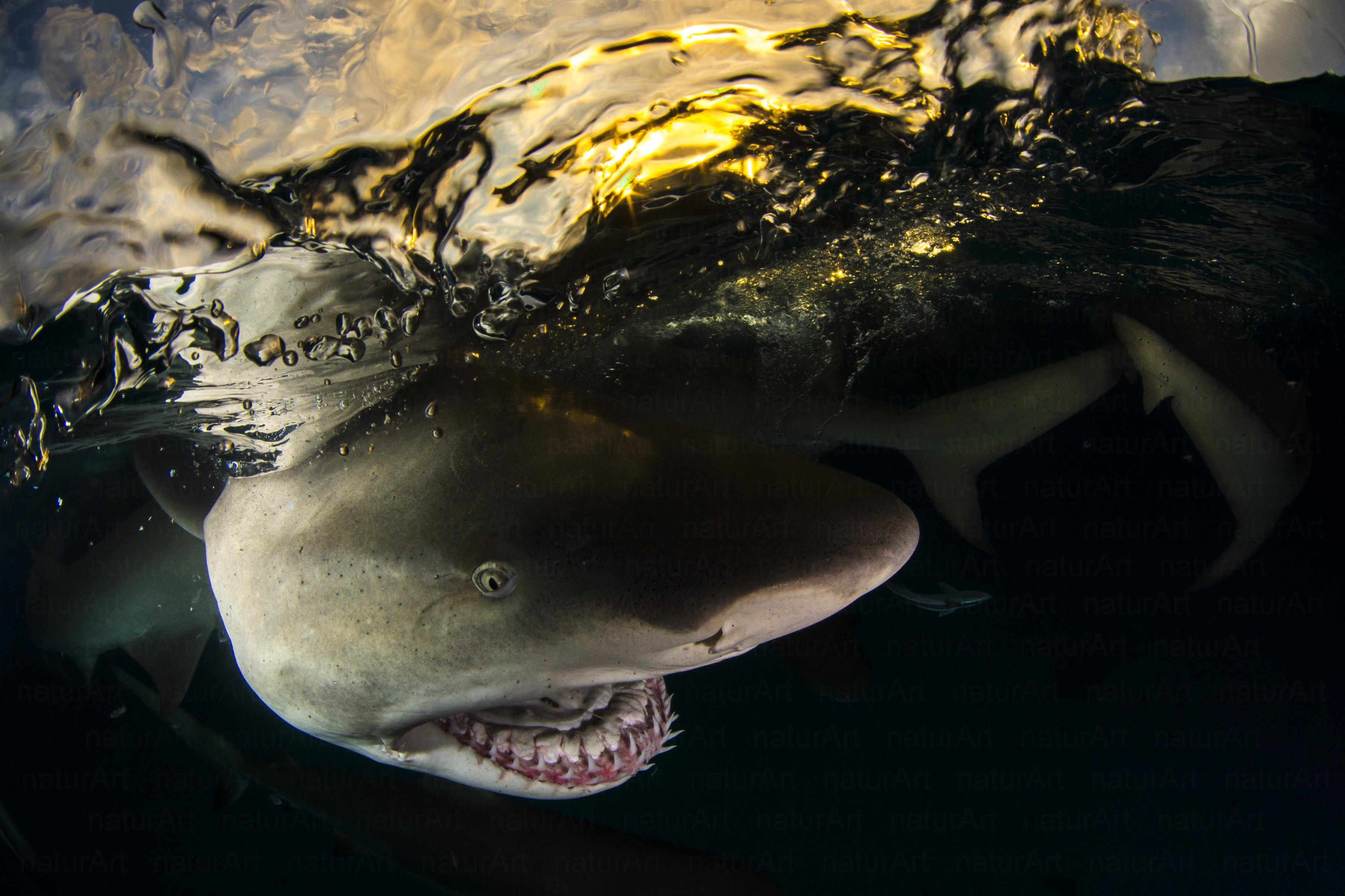 Citromcápa naplementében