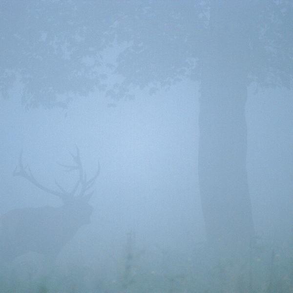 Szeptemberi köd