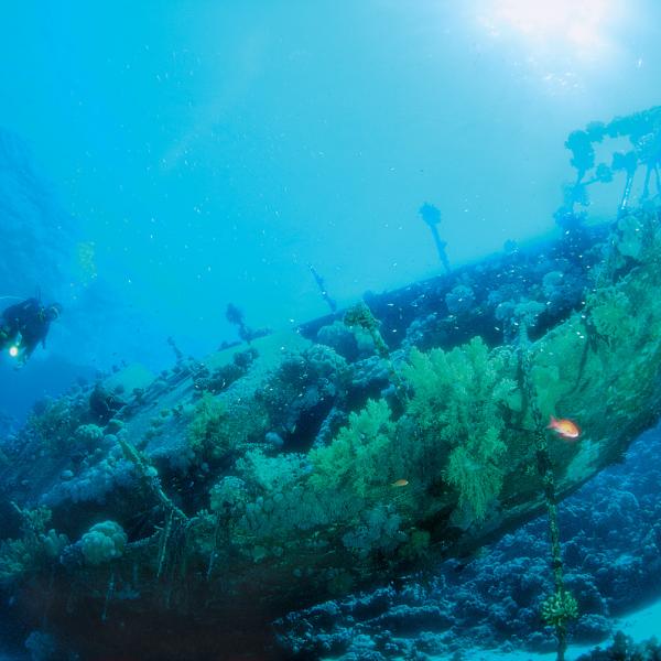 Mesterséges korallszirt