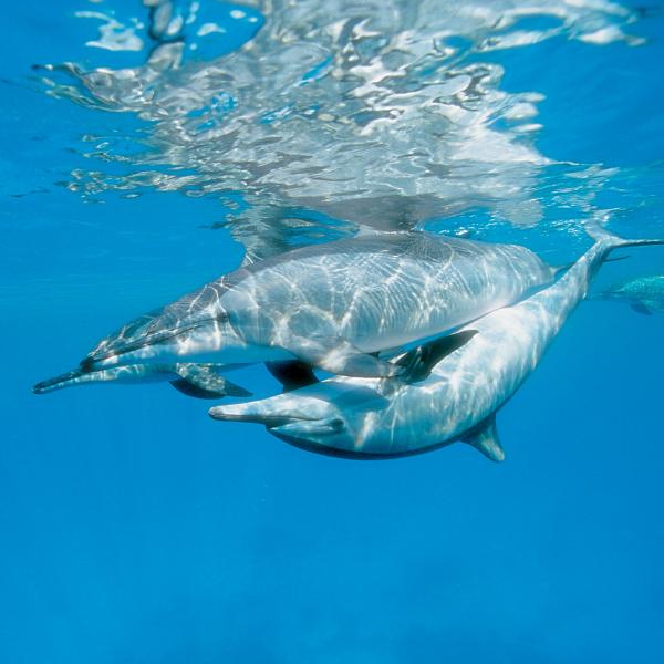 Delfinszerelem