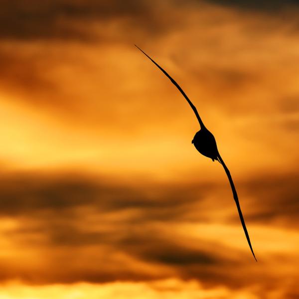 Albatrosz a naplementében