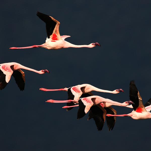 Flamingócsapat