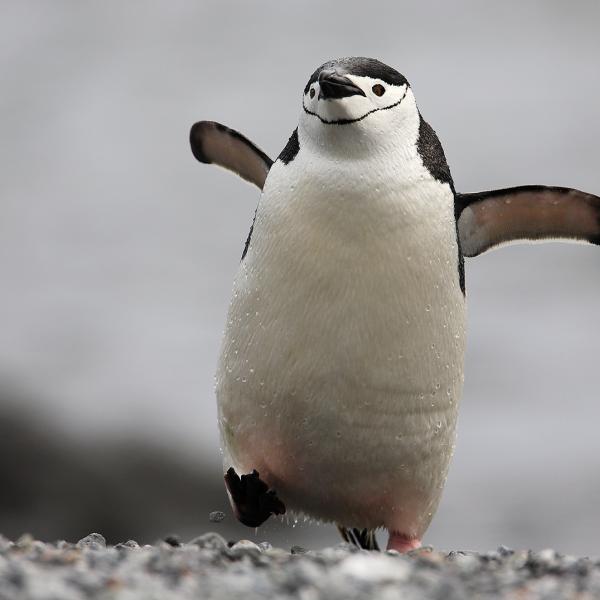 Állszíjas pingvin