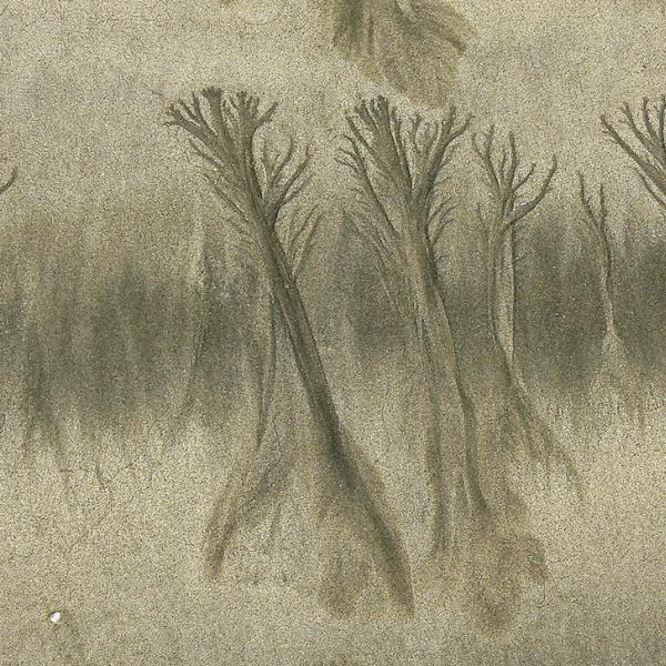 Fák a homokban