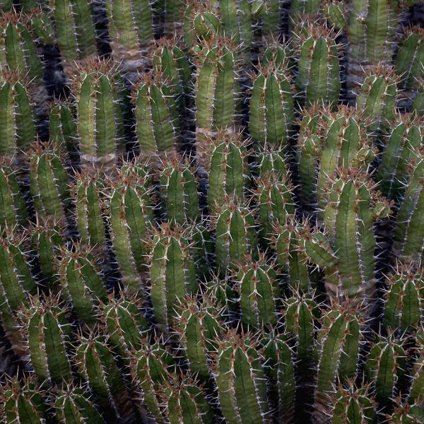 Kaktusz család