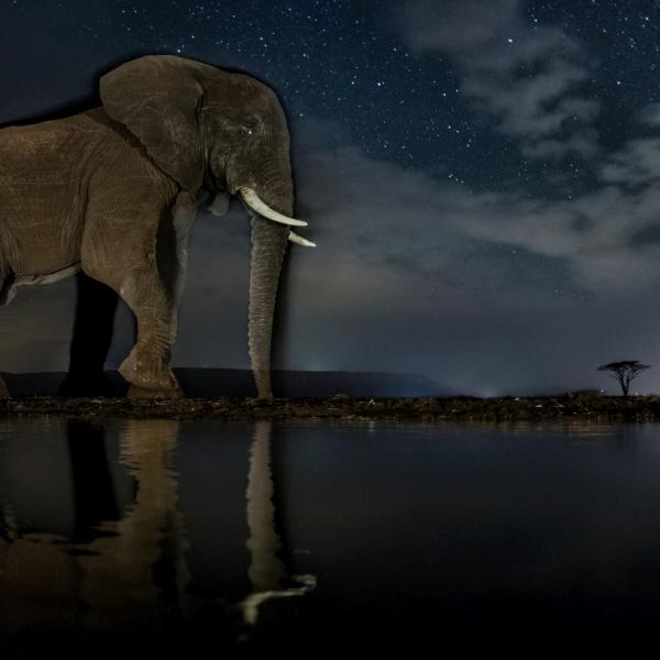 Afrikai éjszaka