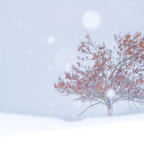 Tél és a kiszáradt fa
