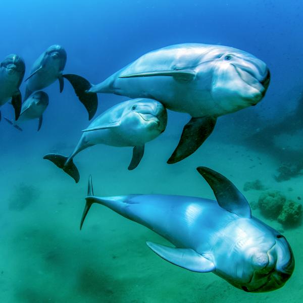 Delfin család
