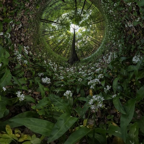 Négyszögletű kerek erdő - Medvehagyma univerzum