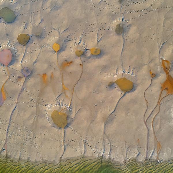 A kiszáradt tó virágai