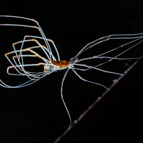 A vedlés geometriája