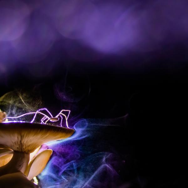 Az éjszakai álomvilág