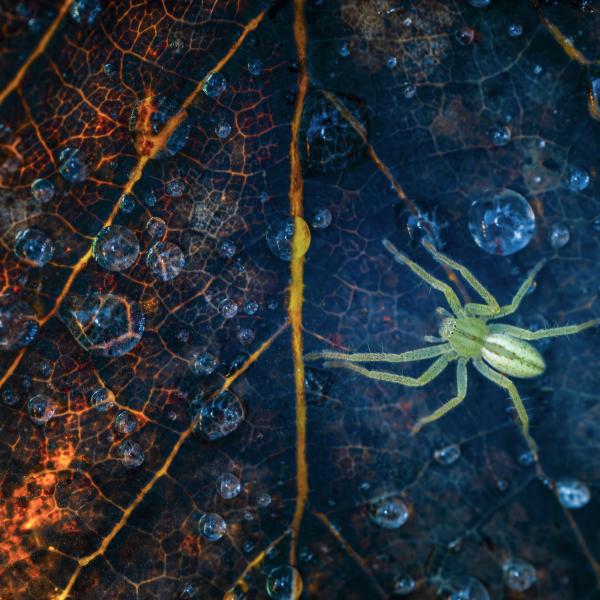 Őselemek bölcsője