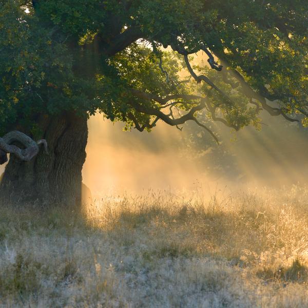 Az öreg tölgy és a nap lehelete