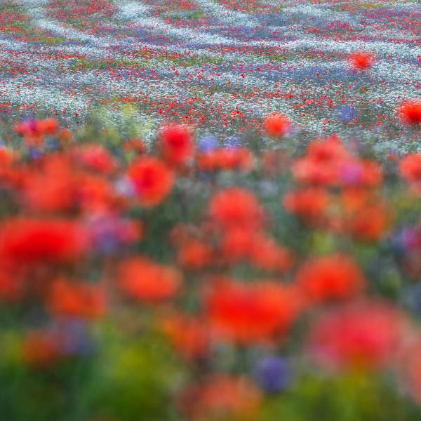 Réti színmintázat